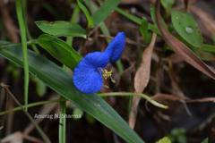 Commelina longifolia